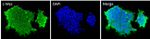 c-Myc Antibody in Immunocytochemistry (ICC/IF)