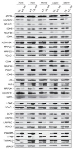 SDHA Antibody in Western Blot (WB)