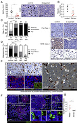 CD45R Antibody in Immunohistochemistry (IHC)