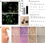 Ki-67 Antibody in Immunocytochemistry (ICC/IF)