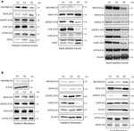 SDHA Antibody in Western Blot (WB)