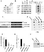 SDHA Antibody in Western Blot (WB)