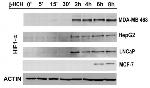 HIF1A Antibody in Western Blot (WB)