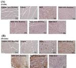 F4/80 Antibody in Immunohistochemistry (Paraffin) (IHC (P))