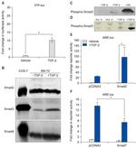 SMAD3 Antibody in Western Blot (WB)