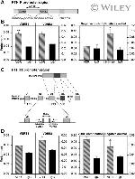 VDR Antibody in ChIP Assay (ChIP)