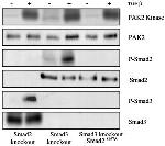 SMAD3 Antibody in Western Blot (WB)