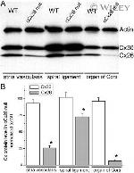 Connexin 26 Antibody in Western Blot (WB)