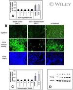 alpha Tubulin Antibody in Western Blot (WB)