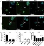 alpha Tubulin Antibody in Immunocytochemistry (ICC/IF)