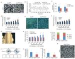 CD44 Antibody in Immunocytochemistry (ICC/IF)