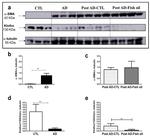 alpha Tubulin Antibody in Western Blot (WB)