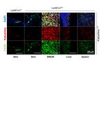 F4/80 Antibody in Immunocytochemistry (ICC/IF)