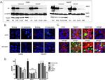 alpha Tubulin Antibody in Western Blot (WB)