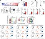 FOXP3 Antibody in Flow Cytometry (Flow)