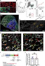 Ki-67 Antibody in Immunocytochemistry (ICC/IF)