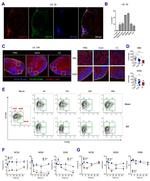 F4/80 Antibody in Flow Cytometry (Flow)