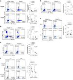 IFN gamma Antibody in Flow Cytometry (Flow)