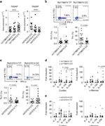 IFN gamma Antibody in Flow Cytometry (Flow)