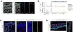 FOXJ1 Antibody in Immunocytochemistry, Immunohistochemistry (ICC/IF, IHC)