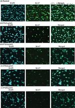 Ki-67 Antibody in Immunocytochemistry (ICC/IF)