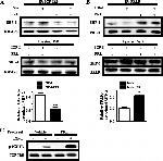 Prolactin Receptor Antibody in Western Blot (WB)