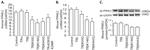 PPAR gamma Antibody in Western Blot (WB)