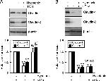 Claudin 1 Antibody in Western Blot (WB)