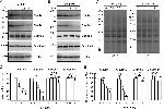 Claudin 1 Antibody in Western Blot (WB)