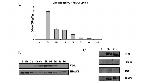 VDR Antibody in Western Blot (WB)