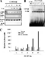 alpha Tubulin Antibody in Western Blot (WB)