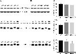 Phospholamban Antibody in Western Blot (WB)