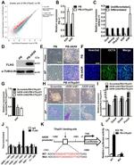 alpha Tubulin Antibody in Western Blot (WB)