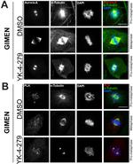 alpha Tubulin Antibody in Immunocytochemistry (ICC/IF)