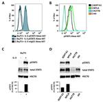 Phospho-STAT5 alpha (Tyr694) Antibody in Western Blot (WB)