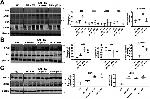 PCNA Antibody in Western Blot (WB)