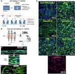 Occludin Antibody in Immunocytochemistry (ICC/IF)