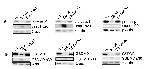 Caspase 1 Antibody in Western Blot (WB)