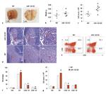 CD8a Antibody in Flow Cytometry (Flow)