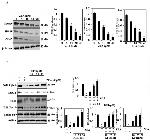 NQO1 Antibody in Western Blot (WB)