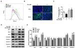 Occludin Antibody in Western Blot (WB)