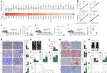 CD3 Antibody in Flow Cytometry (Flow)