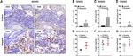 FOXP3 Antibody in Flow Cytometry (Flow)