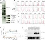 CD3 Antibody in Flow Cytometry (Flow)