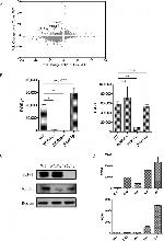 CD25 Antibody in Flow Cytometry (Flow)