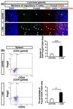 CD25 Antibody in Immunohistochemistry (IHC)