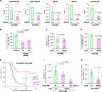 CD8a Antibody in Flow Cytometry (Flow)