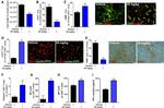 CD25 Antibody in Flow Cytometry (Flow)