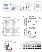 CD45R (B220) Antibody in Flow Cytometry (Flow)