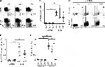 CD25 Antibody in Flow Cytometry (Flow)